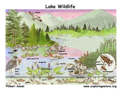Lake Habitat Posters