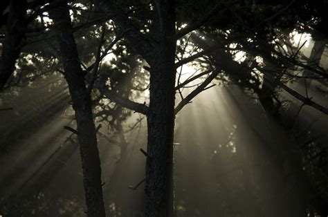 Morning Light Through Trees Free Photo Download Freeimages