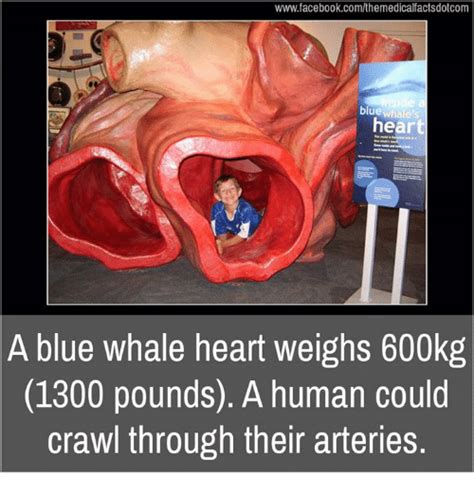 Funny A Blue Whale Memes Of 2017 On Sizzle Blue Whale Fart Bubble