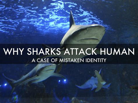 Why Do Sharks Attack Human