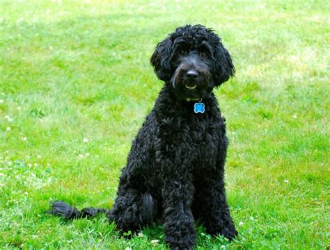 Barbet In America Blog French Water Dog Barbet Puppies Water