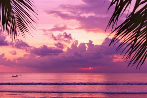 Palm Tree Purple Sunset