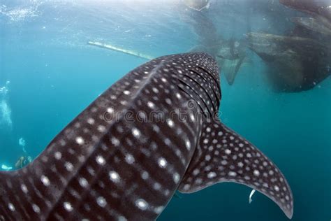 Whale Shark Close Up Underwater Portrait Stock Photo Image Of Reef