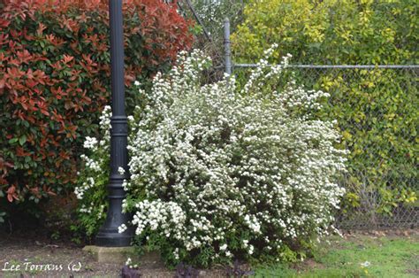 This attractive flower, which has either sky blue or white blooms, has light green foliage. Texas Blooms - Spirea - Lee Ann Torrans Gardening