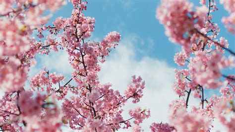 | looking for the best cherry blossom wallpaper? Cherry Blossom Plant 4k, HD Flowers, 4k Wallpapers, Images ...