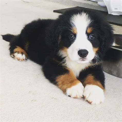 47 Adopt Bernese Mountain Dog Puppy Pic Bleumoonproductions