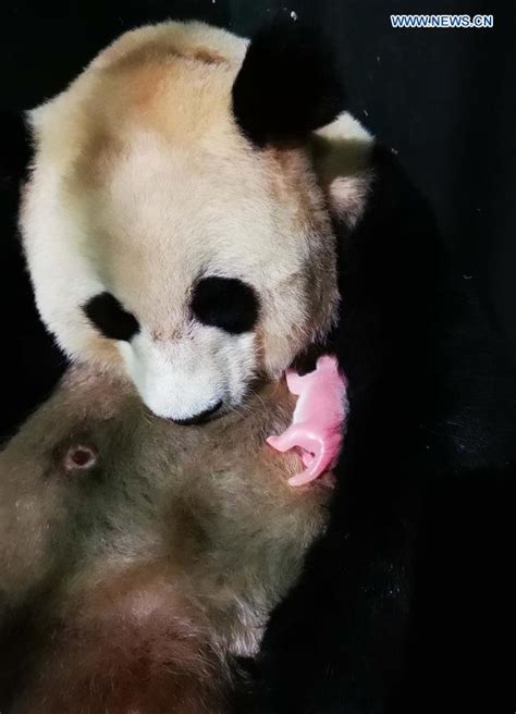 Panda Twins Born To Wild Captive Parents In Sw China Xinhua