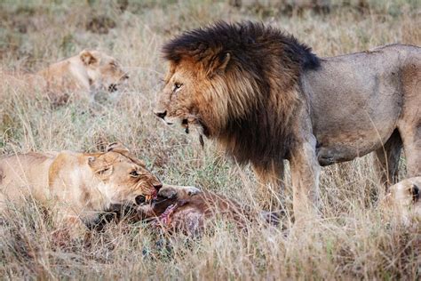 Premium Photo Lioness Protecting Kill From Male Lion