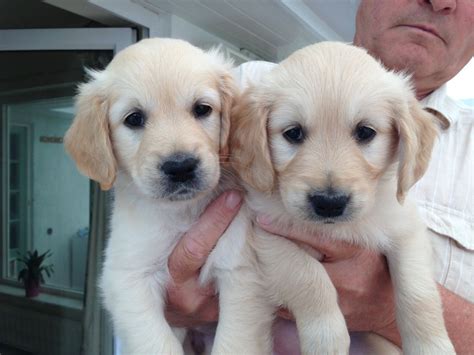 Look at pictures of golden retriever puppies in fairfax who need a home. Adorable Golden Retriever puppies for sale | Congleton ...