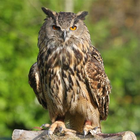 Birds Lover Eurasian Eagle Owl