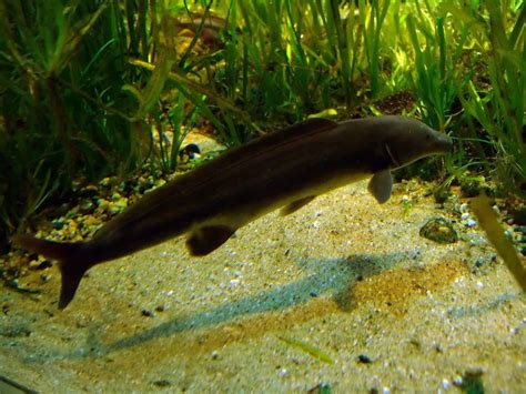 Freshwater Dolphin Fish Mormyrus Longirostris Ultimate Guide Fish