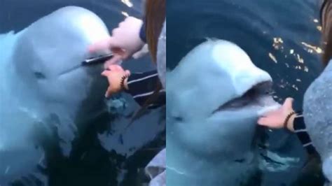 Russian Spy Beluga Whale Returns Woman S Phone Dropped In Ocean Video Goes Viral