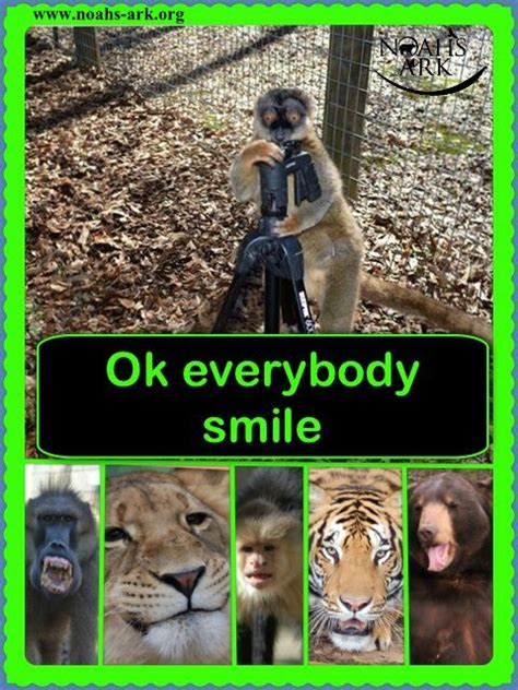 Ok Everybody Smile Noahs Lol Meme Animal