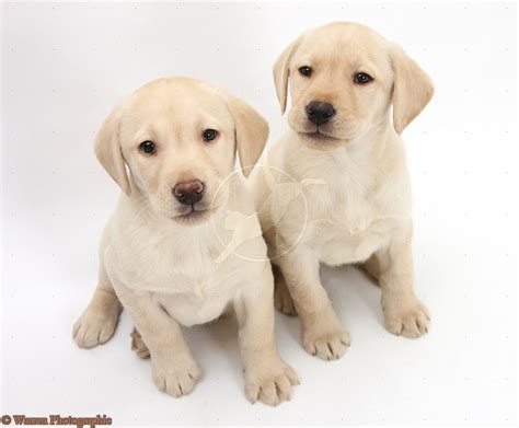 We did not find results for: Cute Puppy Dogs: labrador retriever puppies