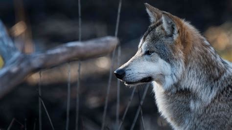 Animal Wolf 44 4k Hd Animals Wallpapers Hd Wallpapers Id 35740