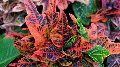 Croton Plants Everything You Should Know Before Planting