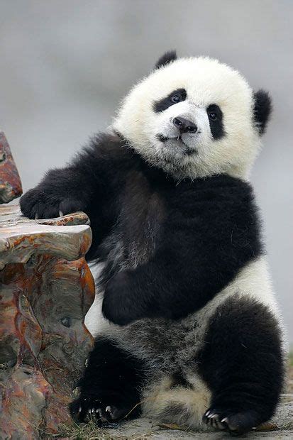 Baby Panda Standing Cg Poster Inspiration Pinterest