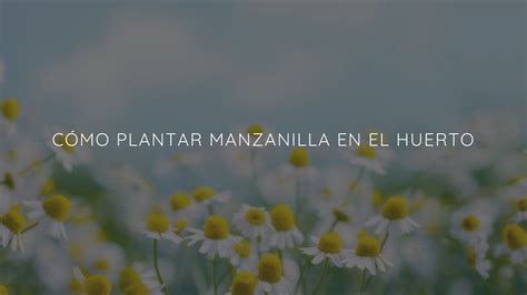 Cómo Plantar Manzanilla En El Huerto