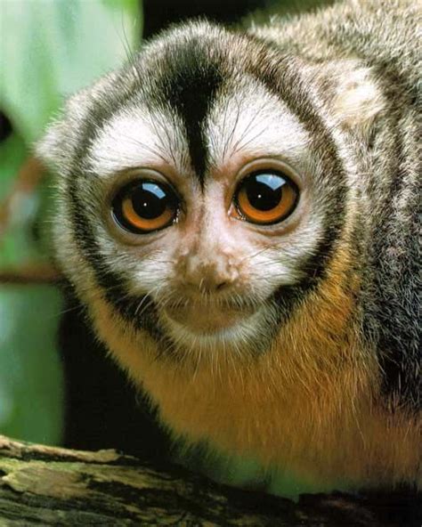 Owl Monkey Aotus Also Called Douroucouli Or Night Monkey Is A