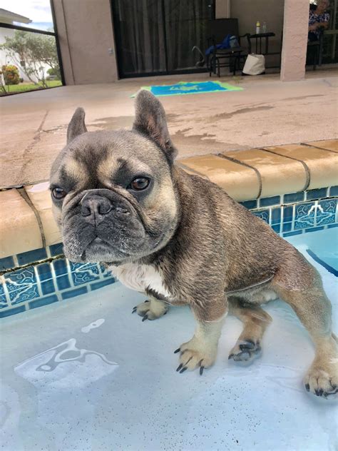 Rex Cooling Off French Bulldog In The Pool ️ French Bulldog Pictures