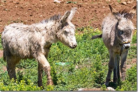 Photo Anes à Poil Long Long Haired Donkeys Levo Photo Kurdistan