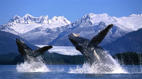 Two Humpback Whales Breaching In The Waters Of Alaska Full Hd