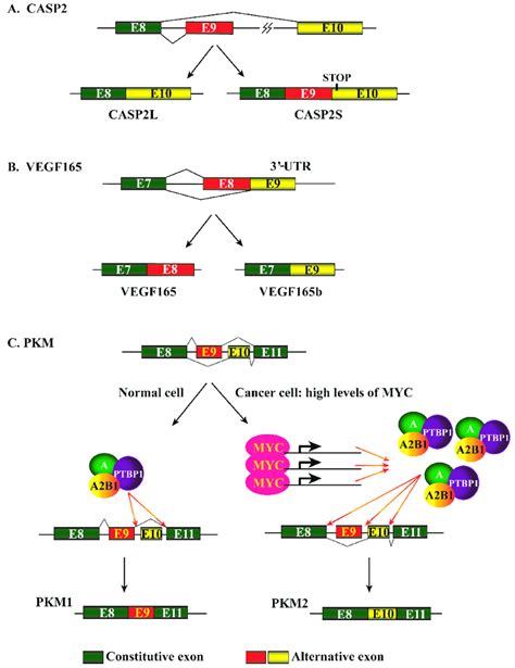 alternative pre mrna splicing events of representative genes a download scientific diagram
