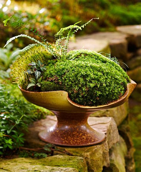 Indoor Moss Garden Care Great Gardening Websites