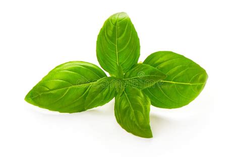 Close Up Studio Shot Of Fresh Green Basil Herb Leaves Isolated On White