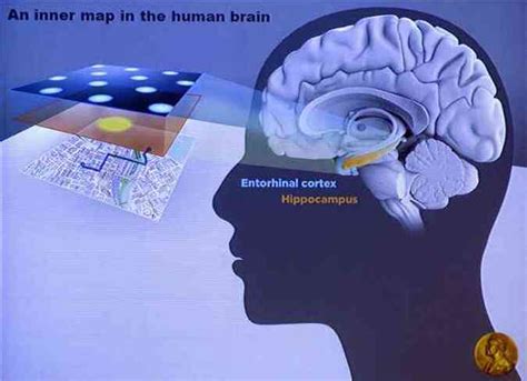 Nobel De Medicina Premia Os Três Descobridores Do Gps Cerebral Tecnologia Estado De Minas