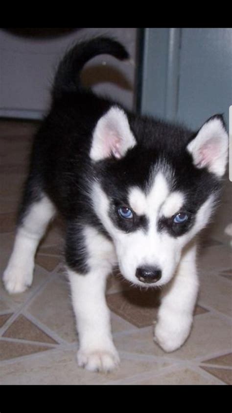 Siberian Husky Puppies For Sale Under 300 For Sale United States 1