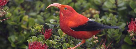 Protect Hawai‘is Native Birds From Extinction American Bird Conservancy