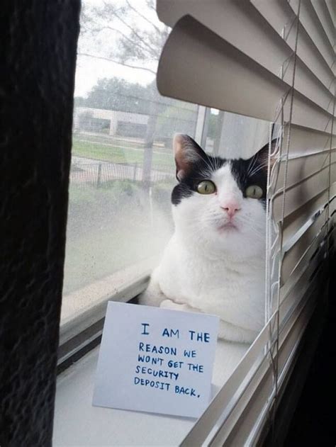 23 Cat Shaming Images Your Cat Will Totally Ignore