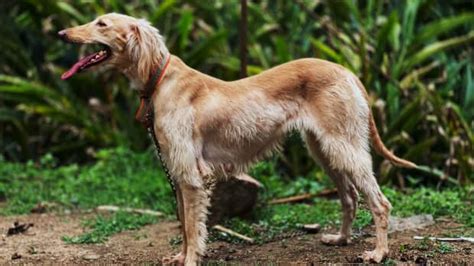 7 Amazing Indian Dog Breeds From The Bakharwal To The Dhole Pethelpful