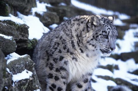Snow Leopard Species Facts Info And More Wwfca