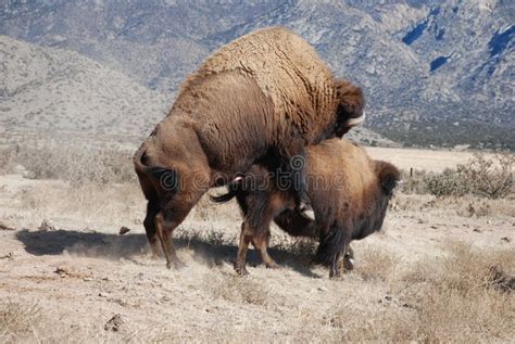 Buffalo Mating Stock Image Image Of Mate Mounted Ranch 50446377