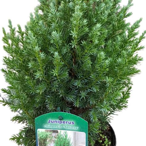 Juniperus Chinensis Pyramidalis Coniferacuidadoscomprar Conífera