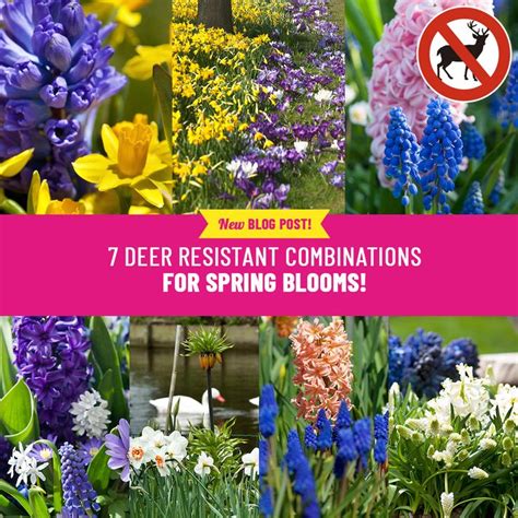 If you cannot keep deer away from the garden, you can plant flowers that do not appeal to them. 7 fall planted flower combinations that the deer won't eat ...