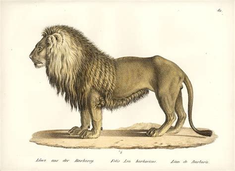 Para poder entender en donde se encuentra localizada tenemos que verla como una zona especial que se encuentra justamente debajo del caluroso desierto del sahara. antique victorian lion print - Google Search | Lion mane ...