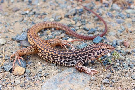 25 Lizards In Nevada Pictures And Identification