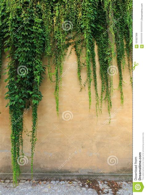 Green Climbing Plants On A Brick Wall Stock Image Image Of Masonry