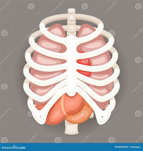Rib Cage With Organs Human Skeleton With Internal Organs Muscles By