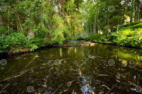 Forest River Stock Image Image Of Spruce Plants Rapids 11156135