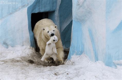 These 25 Amazing Photos Of Animals With Their Parents Will Touch Your Heart