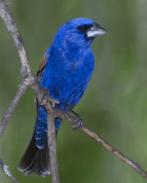 14 Amazing Blue Colored Birds In The World In 2020 Birds Coastal