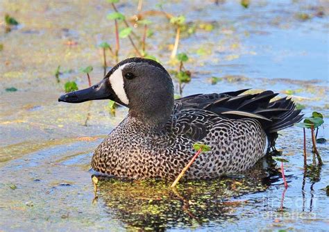 Male Blue Winged Teal Duck Photograph By Kathy Baccari Pixels
