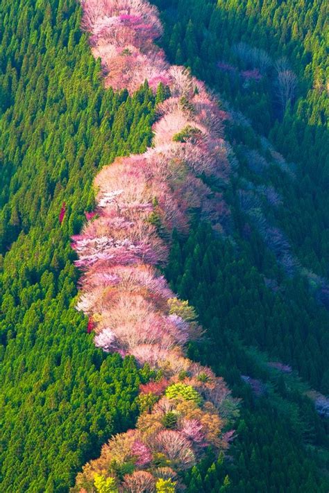Wild Cherry Trees In Nara Japan Beauty And Fashion Lover