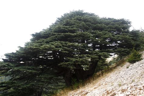 Lebanons Iconic Cedar Trees Are In Danger