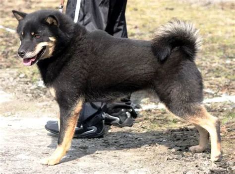 Hokkaido Dog Info Temperament Puppies Pictures