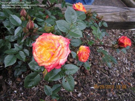 Plantfiles Pictures Miniature Rose Rainbows End Rosa By Crisymei